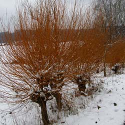 Salix vinimalis